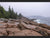 Acadia Rocky Coast