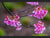 Cherry Blossom Hummingbird