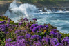 Coastal Sea Lavender